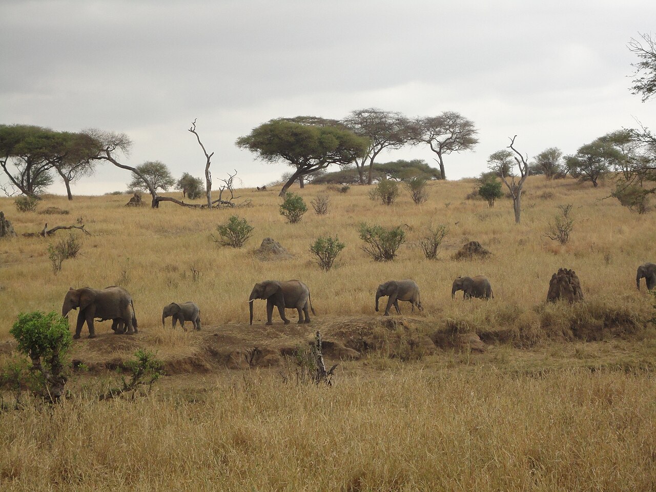 Herd of elephants with young walking across golden grassland dotted with acacia trees