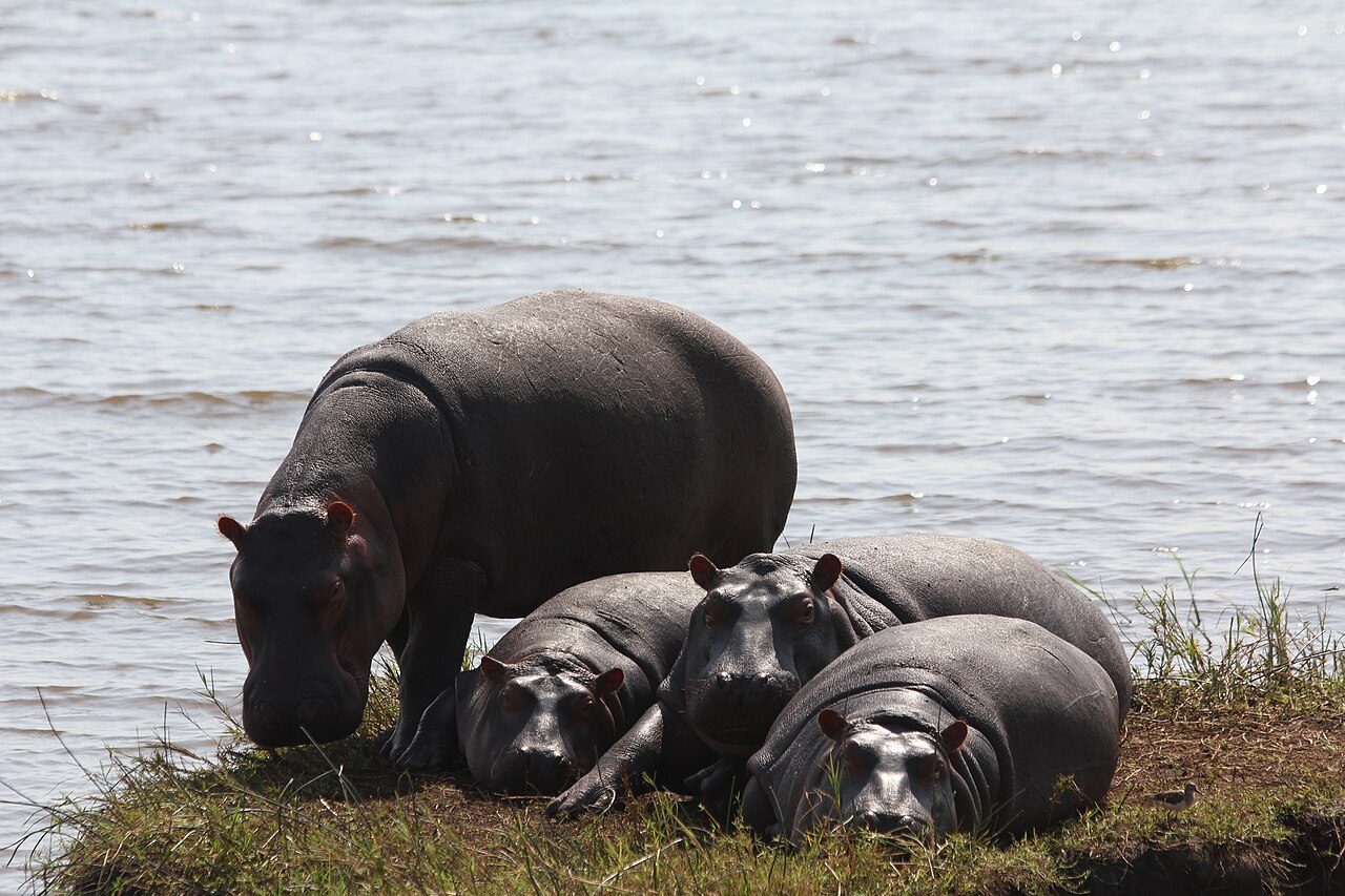 Four hippos resting together on a grassy lakeshore