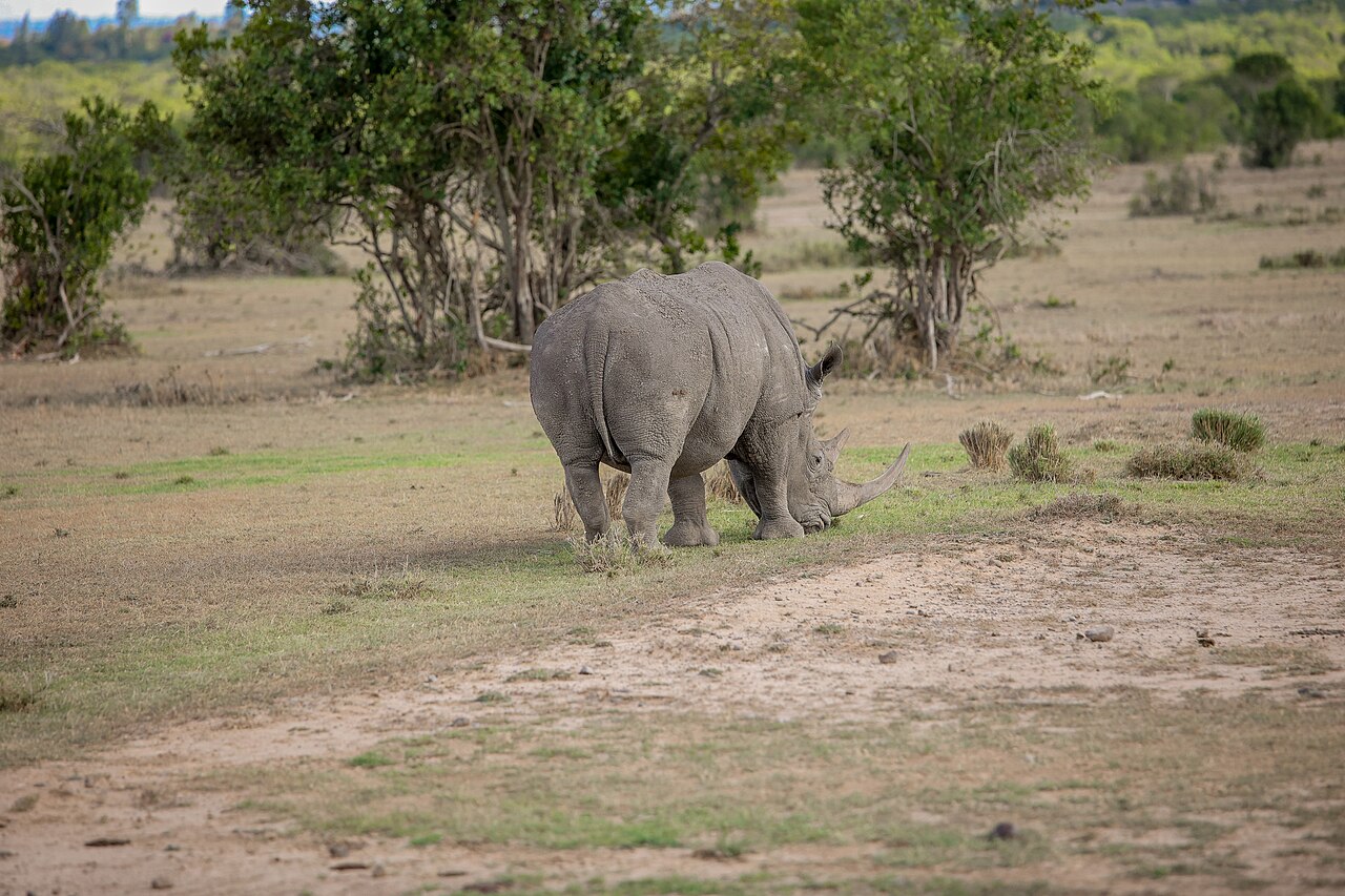 White rhino grazing on short grass among scattered bushes