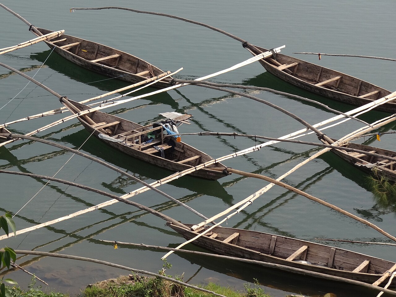 Wooden fishing pirogues lashed together with long eucalyptus poles, moored on green water