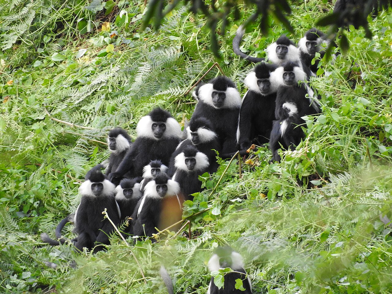 Large group of black-and-white Rwenzori colobus monkeys sitting together in green vegetation