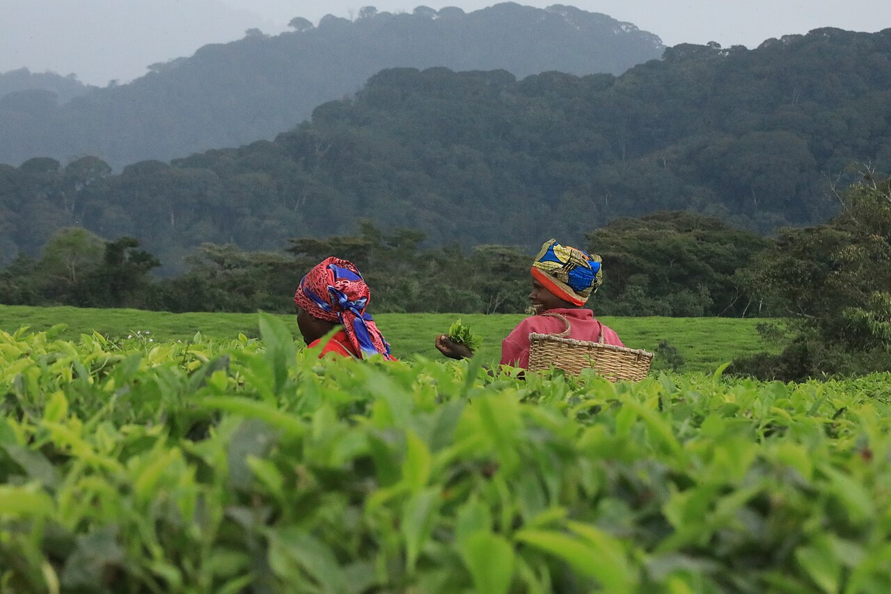 Two tea pickers with headscarves among tea bushes, with forested hills of the national park behind