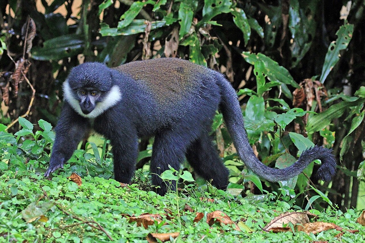 L'Hoest's monkey with a white beard walking on the forest floor